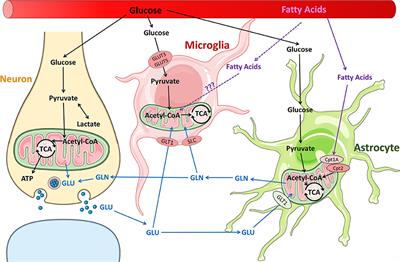 Microglial Metabolism After Pediatric Traumatic Brain Injury – Overlooked Bystanders or Active Participants?